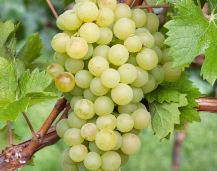 Vitis riesling