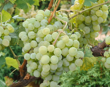 Vitis semillon