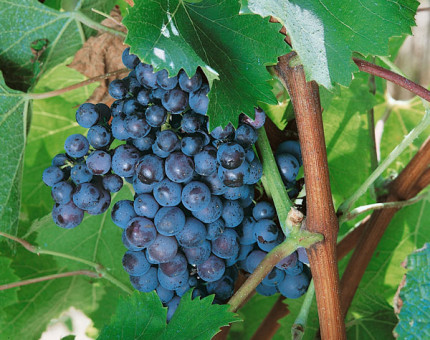 Vitis seyve villard noir