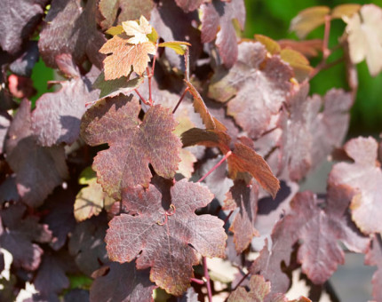 Vitis vinifera purpurea