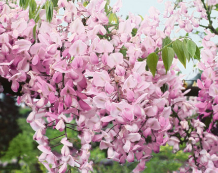 Wisteria brachybotrys showa beni