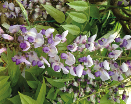 Wisteria floribunda burford