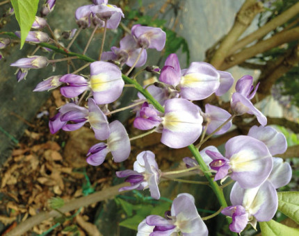 Wisteria floribunda domino