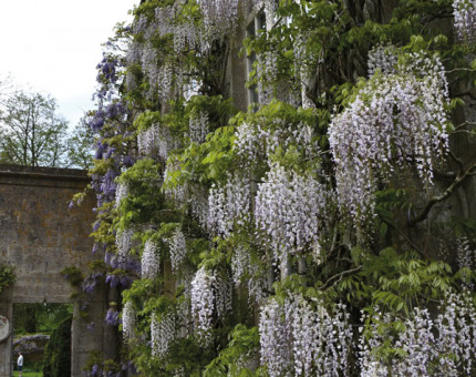 Wisteria floribunda macrobotrys alba