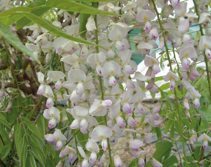 Wisteria floribunda rosea