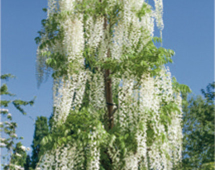 Wisteria floribunda snow showers