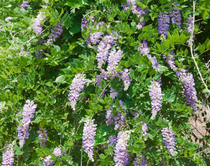 Wisteria frutescens