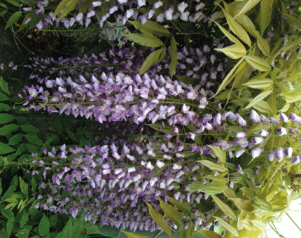 Wisteria sinensis black dragon